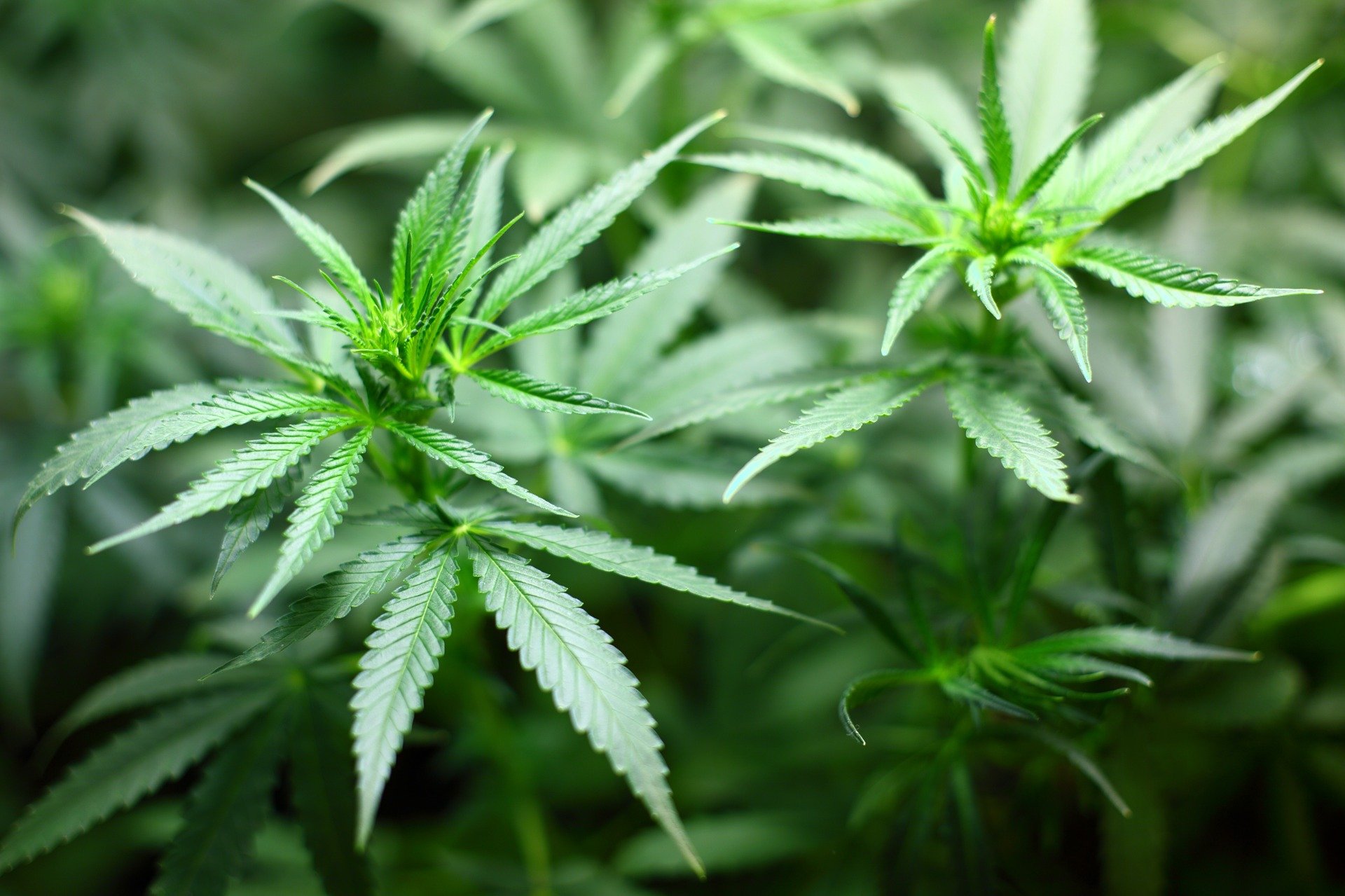 Das Foto zeigt eine Hanfpflanze und symbolisiert das Thema „THC und Autofahren“.