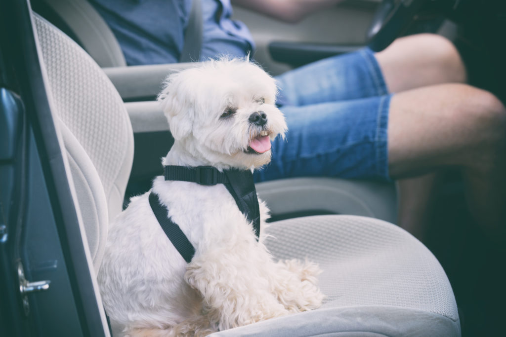 Angeschnallter Hund auf Beifahrersitz im Auto