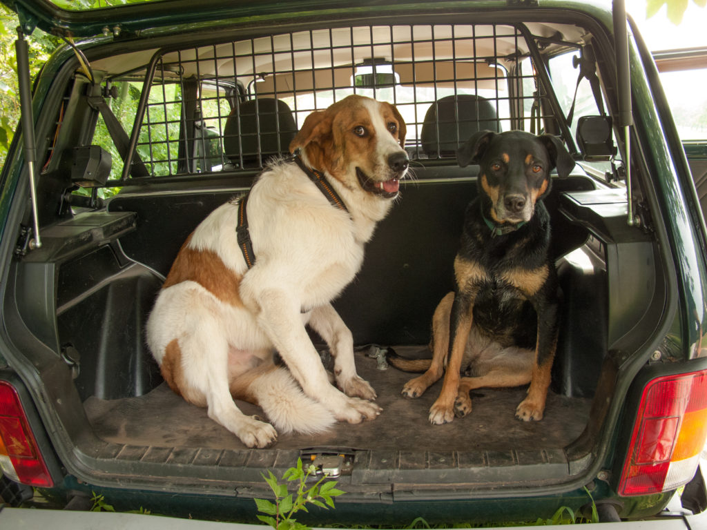 Hunde im Kofferraum mit Trenngitter
