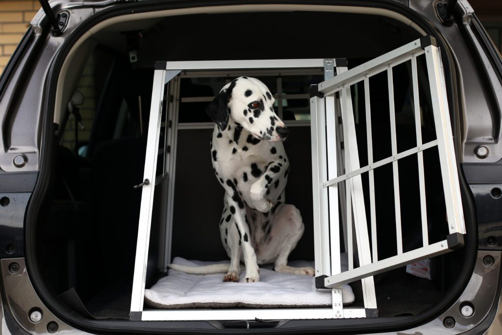 Hund im Auto-Kofferraum in Transportbox