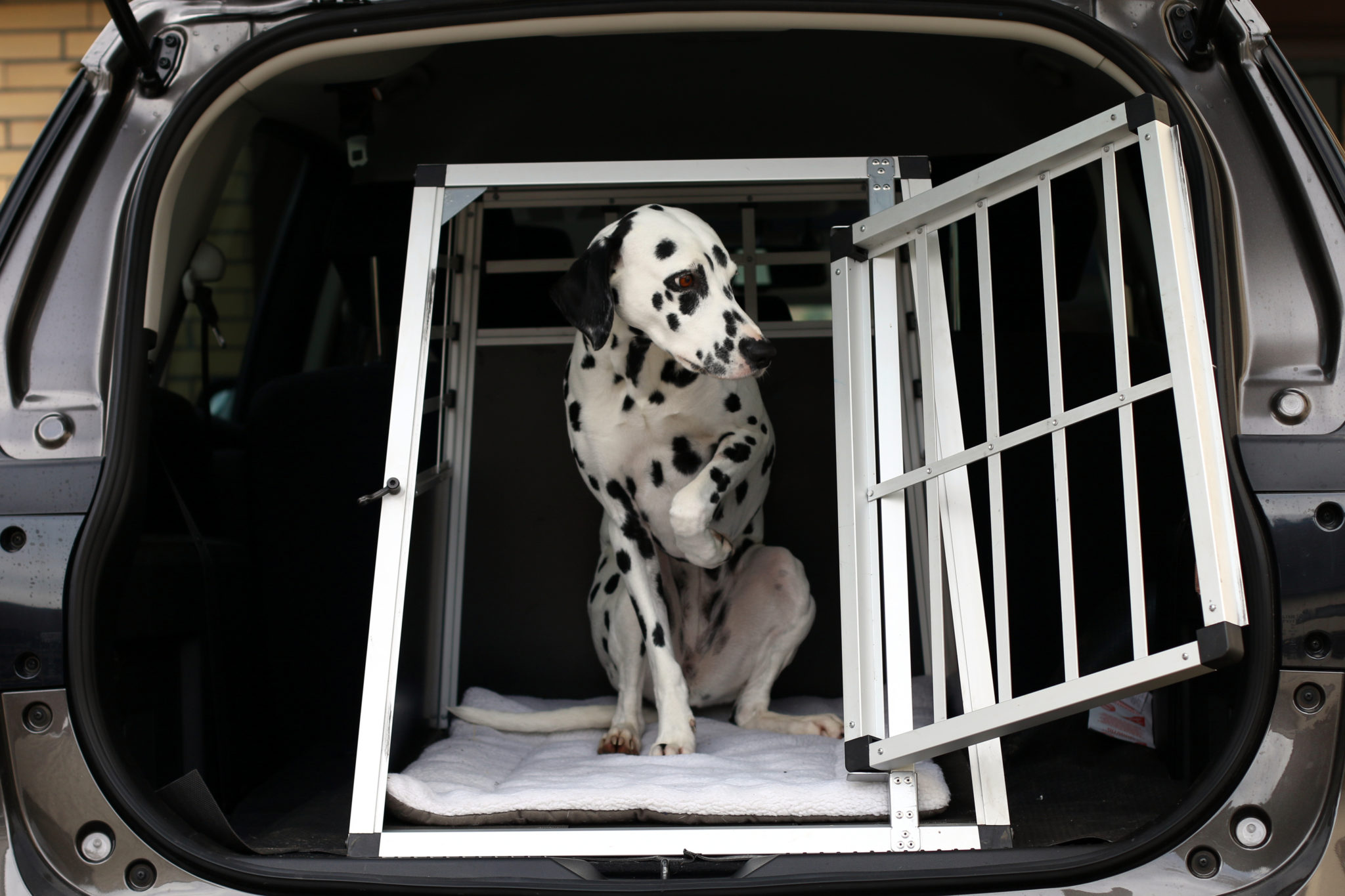 Tiere im Auto transportieren: Gibt es eine Anschnallpflicht für Hunde?