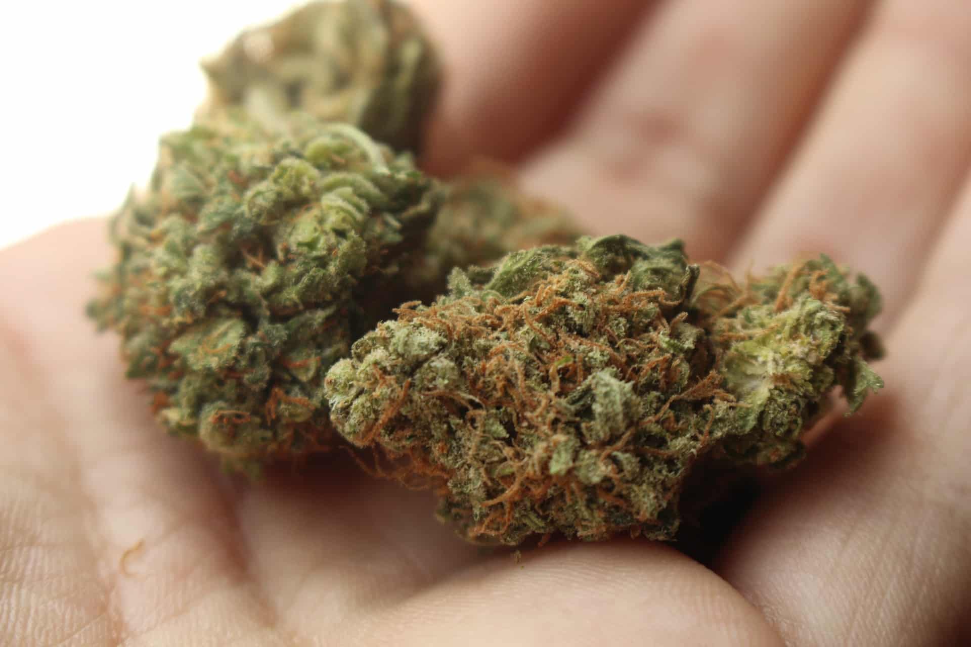 Das Bild zeigt Marihuana.