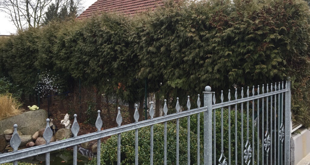 Um diese Neuköllner Hecke wurde gestritten. Sie solle angeblich zu weit in das benachbarte Grundstück ragen.