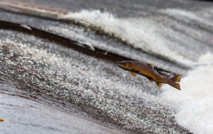 Werbung für Fischprodukte u.a. mit den Bezeichnungen „FRISCH&amp;FERTIG“ oder „Frischfisch“ ist irreführend